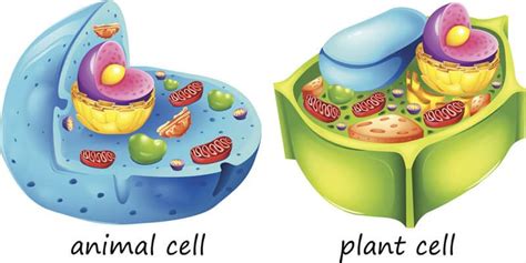 紫背萬年青滲透實驗結果|實驗二 植物細胞 (Plant Cell)